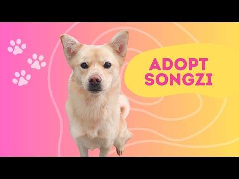 Adopt Songzi 2
