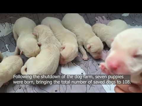 Siheung dog meat farm shutdown: one year later