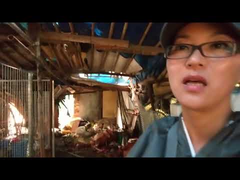Dangjin dog meat farm rescue