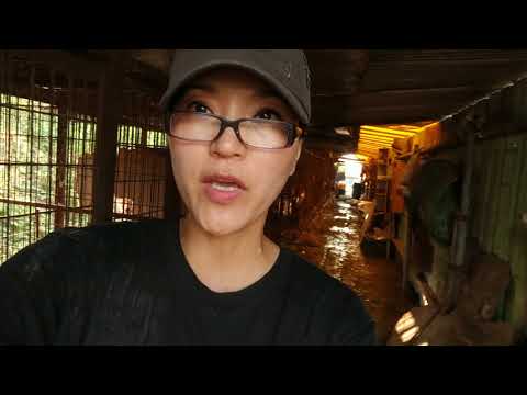 Dangjin dog meat farm closure