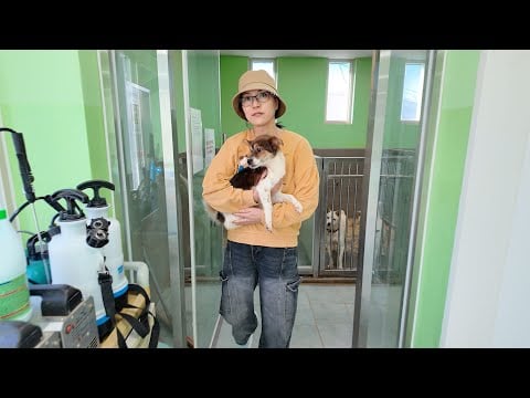 A Mission to save 100 dogs