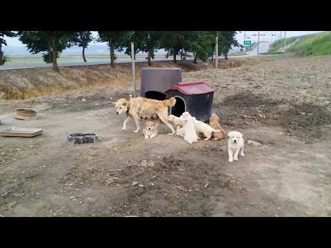 Help Us Demolish a Korean Dog Meat Farm