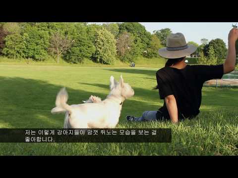 Free Korean Dogs: Love in Action