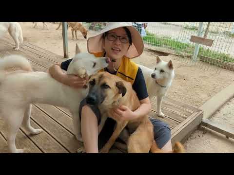 Free Korean Dogs in Korea