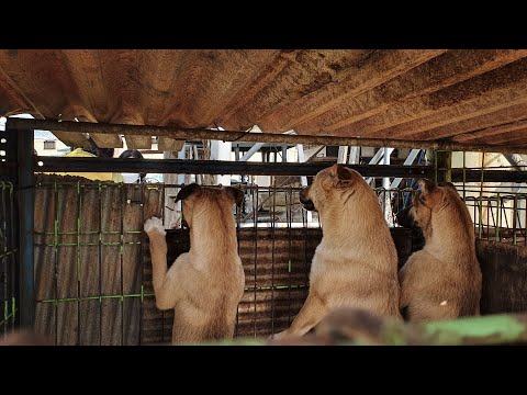 Yongin Dog Rescue