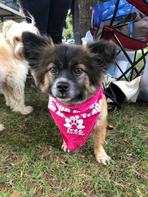 Free Korean Dogs Toronto Protest