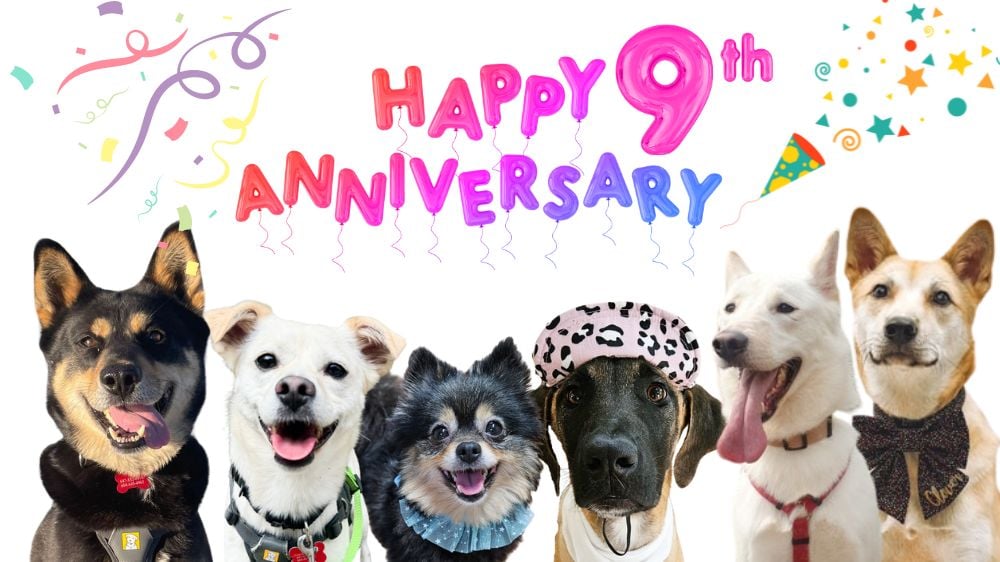 Free Korean Dogs Turns 9 Years Old: A Monumental Year