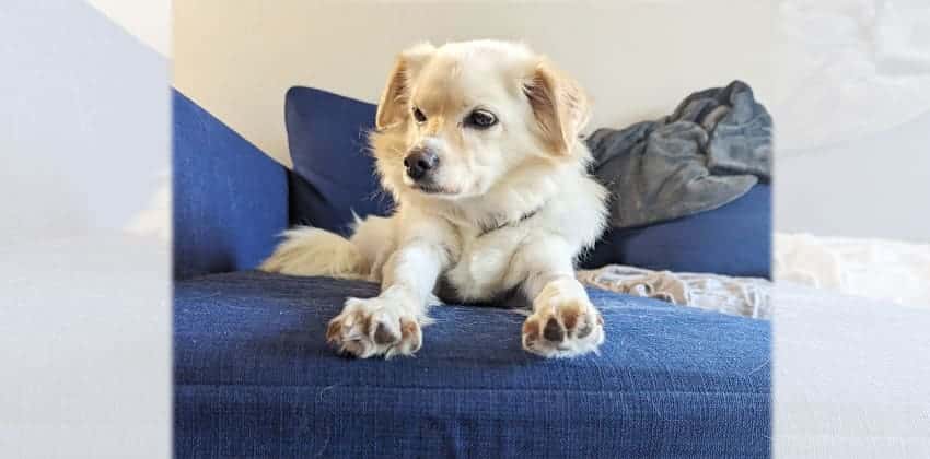 Aeggie is a Medium Female Golden Retriever mix Korean rescue dog