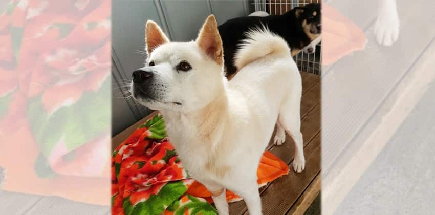 Alphi is a Large Male Jindo Korean rescue dog