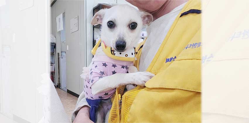 Bailey is a Small Female Terrier mix Korean rescue dog
