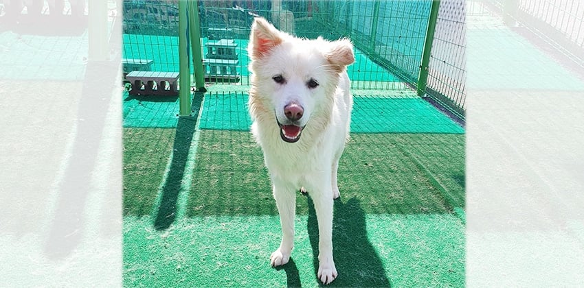 Byulchi is a Medium Male Samoyed mix Korean rescue dog