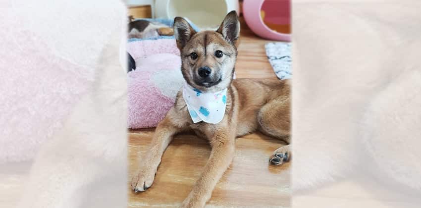 Kerry is a Small Female Jindo mix Korean rescue dog