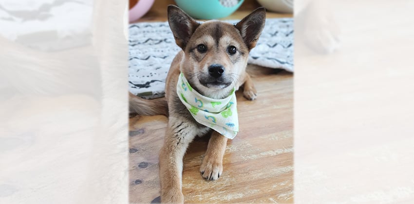 Berry 2 is a Small Female Jindo mix Korean rescue dog