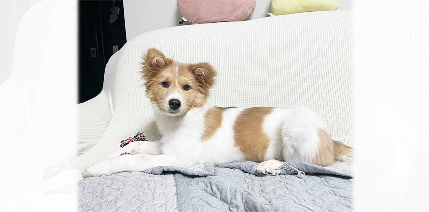 Bonnie 2 is a Medium Female Mixed Korean rescue dog