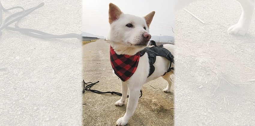 Buppy is a Medium Female Jindo mix Korean rescue dog