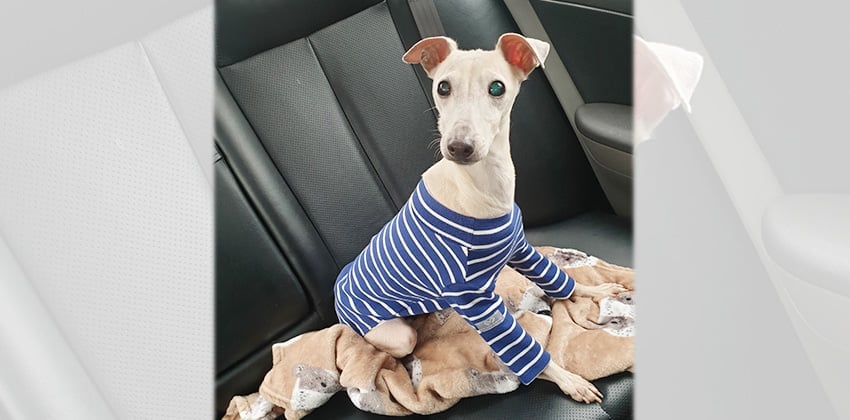 Calong is a Small Male Italian greyhound Korean rescue dog