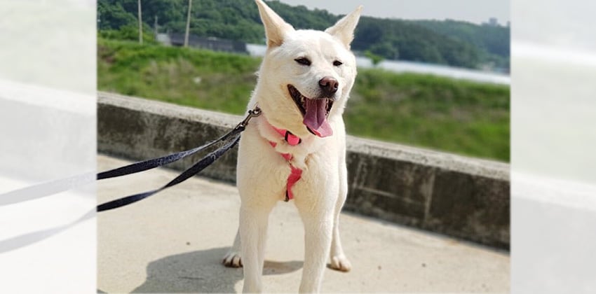 Cherry is a Medium Female Jindo mix Korean rescue dog