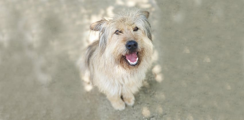 Chamae is a Medium Female Sapsali mix Korean rescue dog