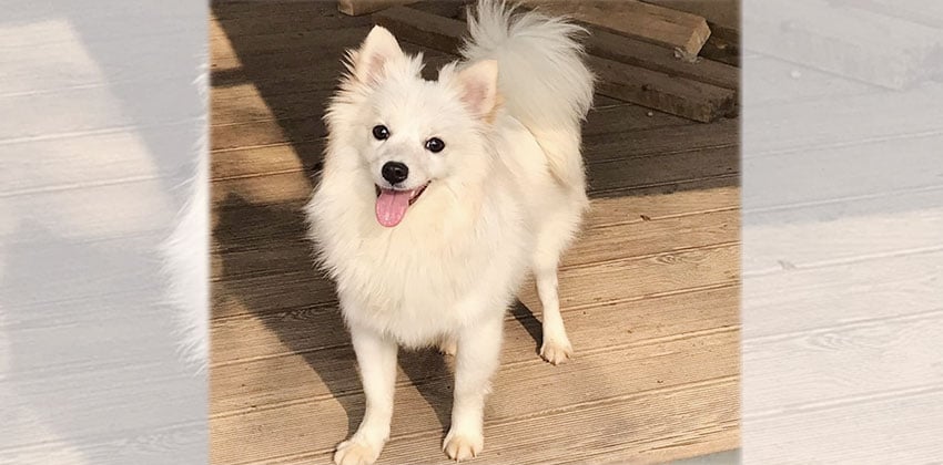 Cos is a Small Male Spitz Korean rescue dog