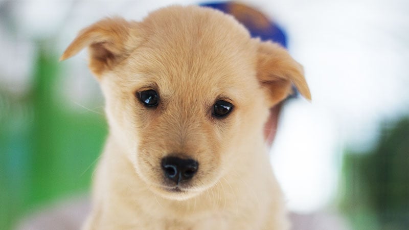 Creamy is a Small Male Jindo Mix Korean rescue dog