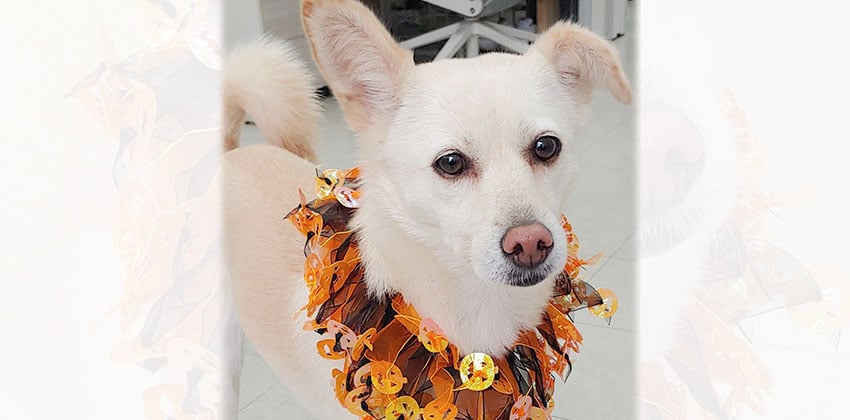 Daisy 3 is a Small Female Jindo mix Korean rescue dog