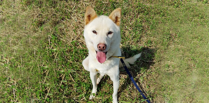 Dan-gam is a Medium Male Jindo Korean rescue dog