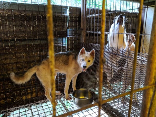 Dangjin Dog Meat Farm Shutdown 12