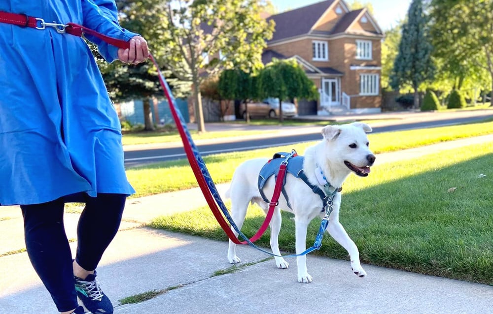 Shoushou's Happy and Safe Walk in Toronto

