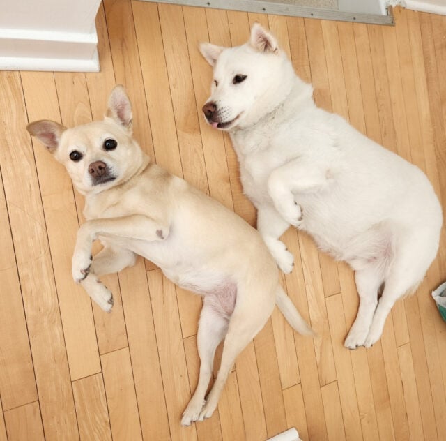 Doldol & Aji, Toronto 2019