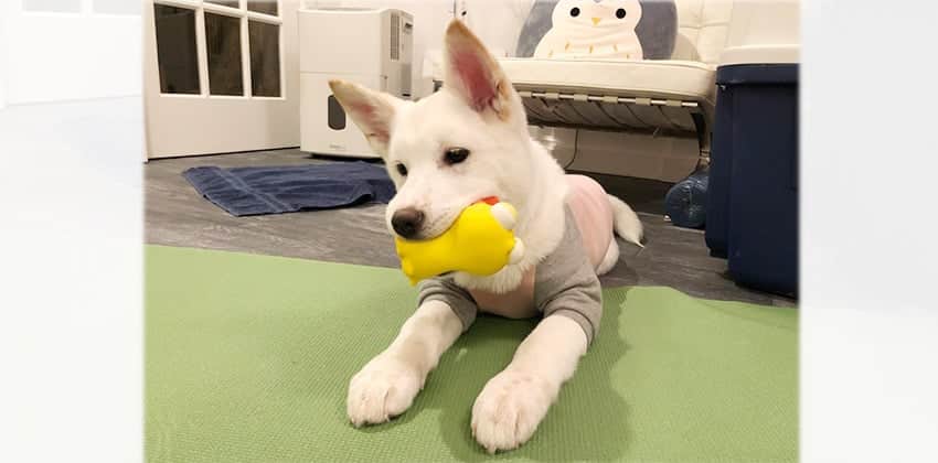 Dooroo is a Small Male Jindo Korean rescue dog