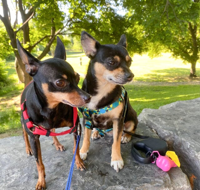 Doyoo & Jenny, Toronto 2019