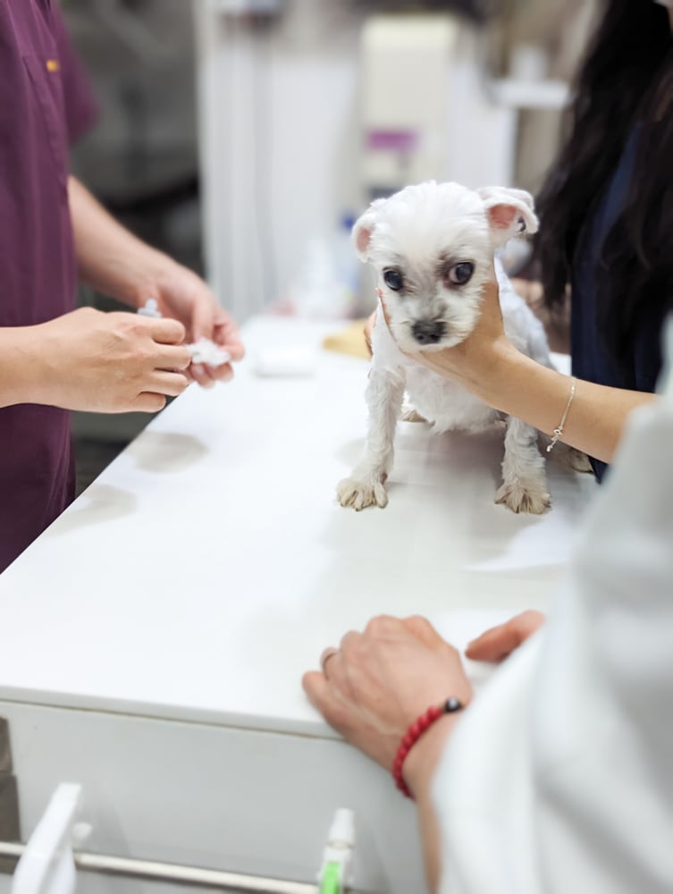 A puppy mill rescue going through vet exam