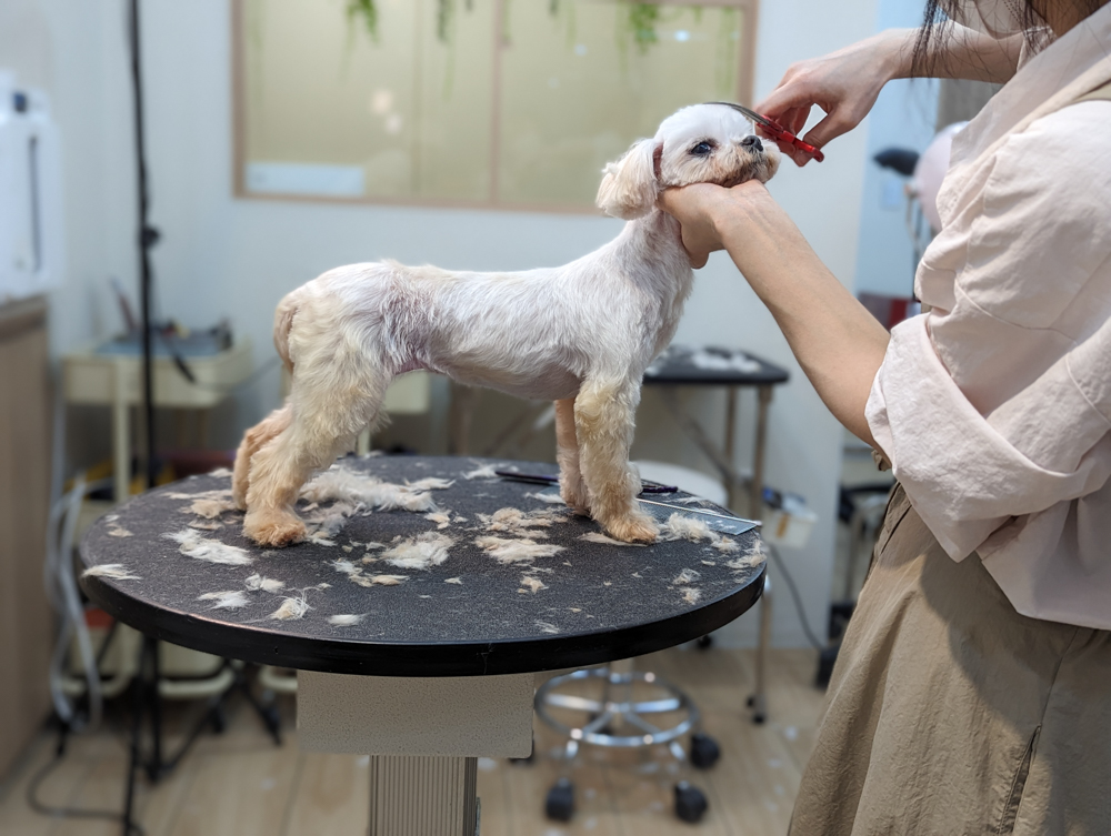 puppy mill rescue going through grooming