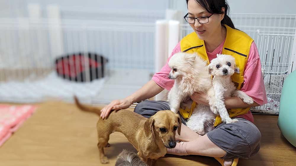 Ek With Puppymill Rescues In Korea