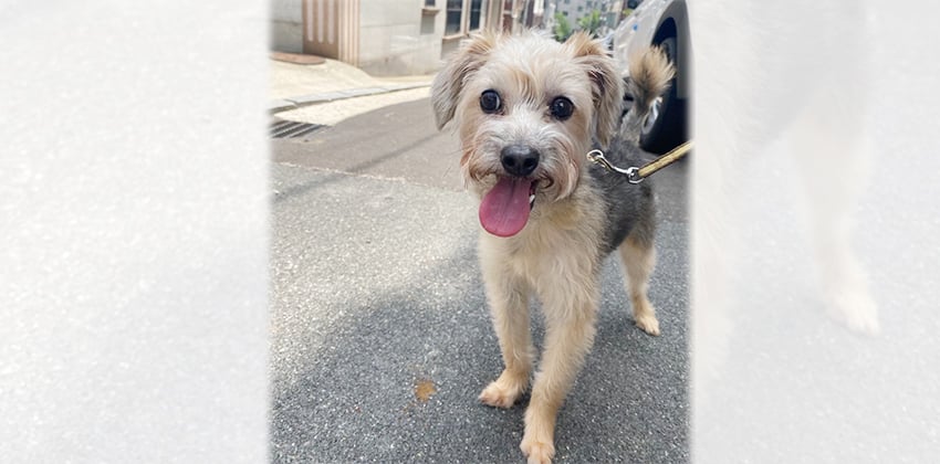 Eunji is a Small Female Yorkshire terrier mix Korean rescue dog