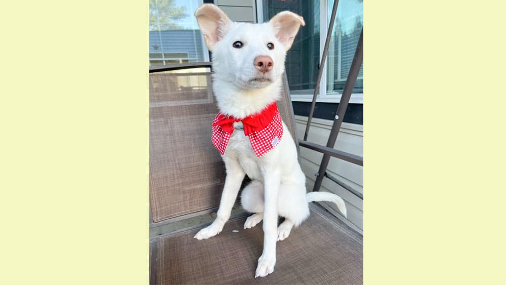 Eunyoung is a Small Female Jindo mix Korean rescue dog