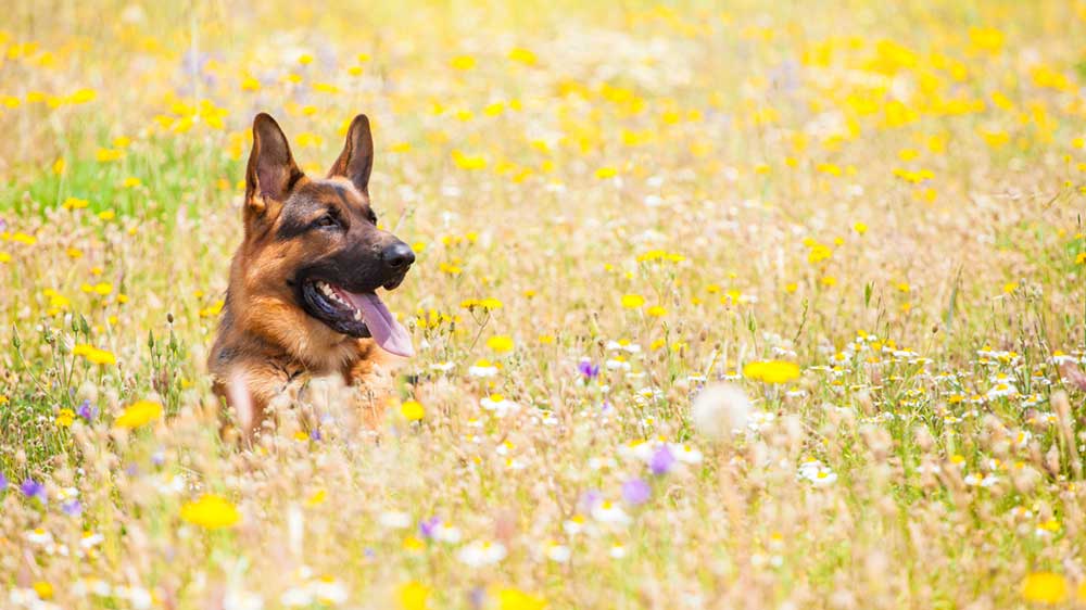 A German Shepard dog in a field of flowers