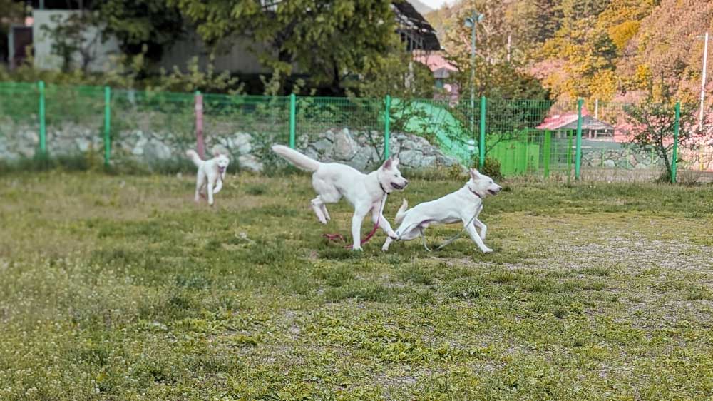 Free Korean Dogs Sanctuary 2