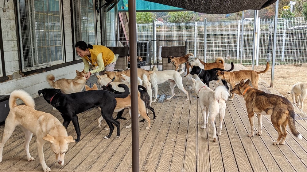 Free Korean Dogs Rescue Dogs In Korea