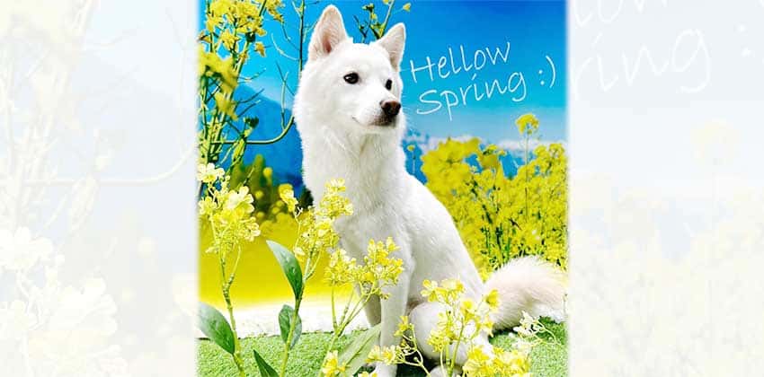 Halim is a Medium Male Jindo mix Korean rescue dog