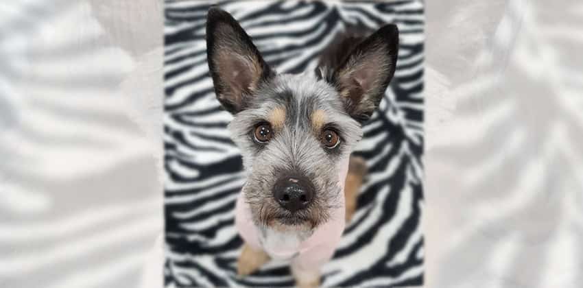 Blake 2 is a Small Male Terrier mix Korean rescue dog