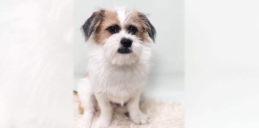 Hani is a Small Male Terrier mix Korean rescue dog