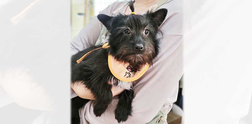 Houston is a Small Male Terrier mix Korean rescue dog