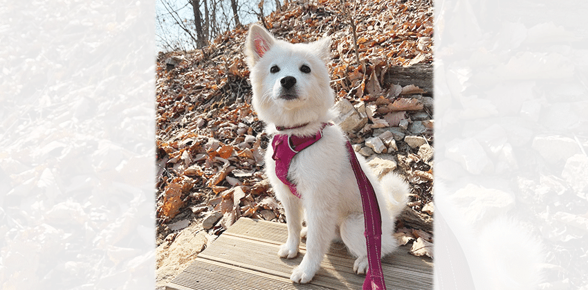 Hyunkyung is a Small Female Spitz mix Korean rescue dog