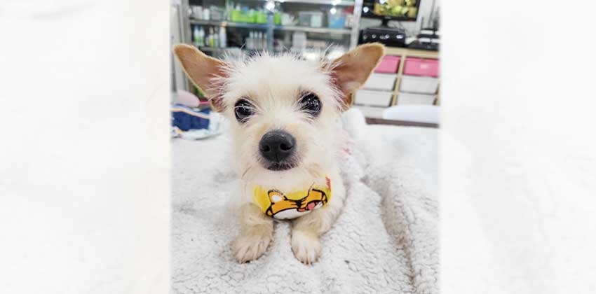Hyunmi is a Small Female Yorkshire Terrier mix Korean rescue dog