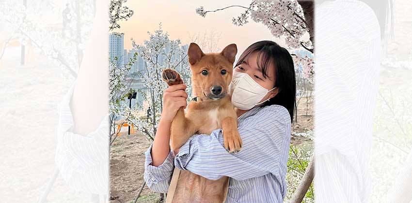 Janghyuk is a Medium Male Jindo mix Korean rescue dog