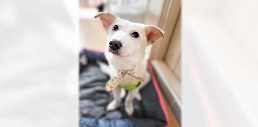Jeje 2 is a Small Male Terrier mix Korean rescue dog