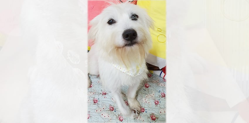 Jenny is a Medium Female White terrier Korean rescue dog