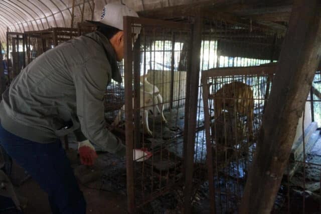 Jeonju Dog Meat Farm Rescues 10