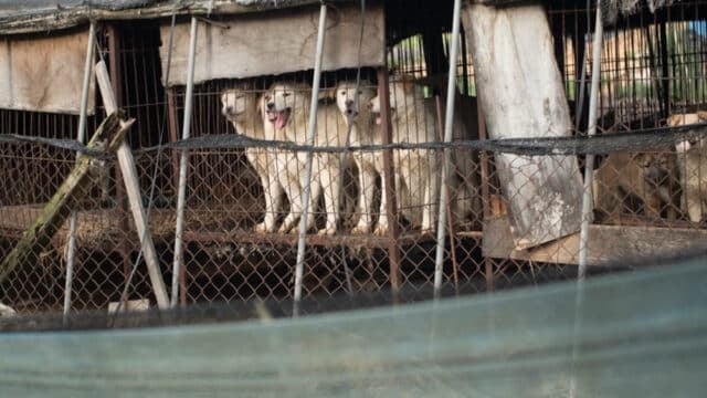 Jeonju Dog Meat Farm Rescues 6